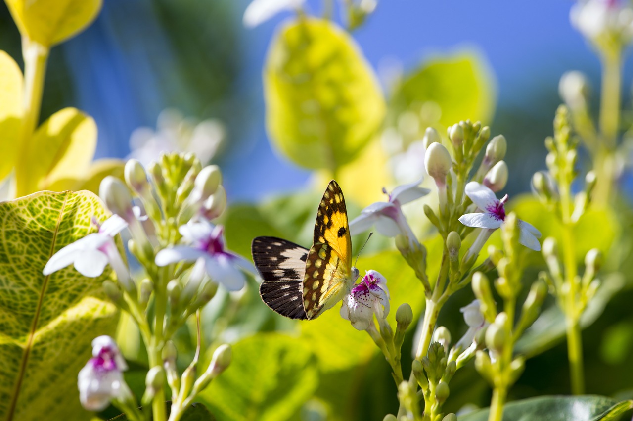 butterfly africa garden free photo