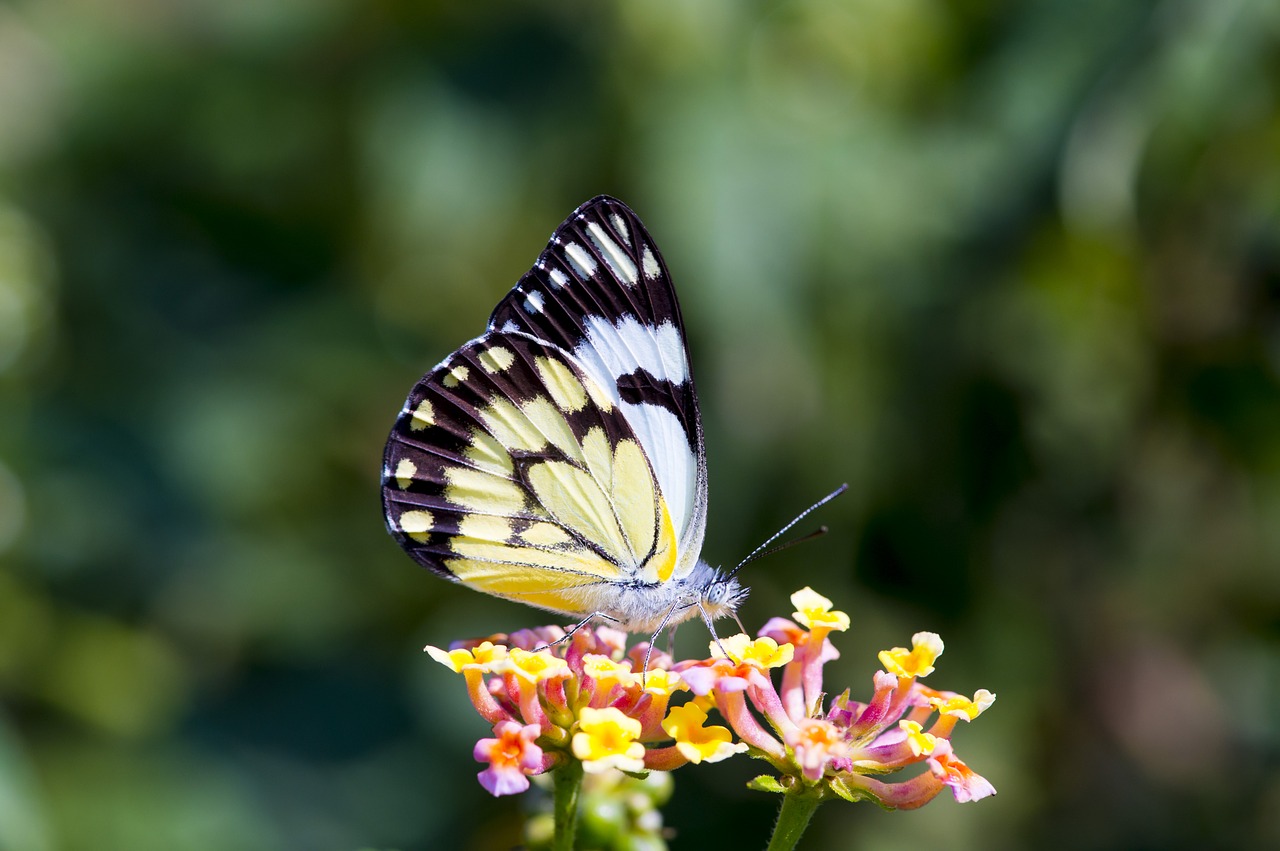 butterfly africa colorful free photo