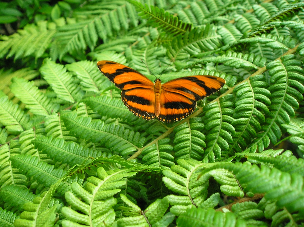 butterfly leaves green free photo