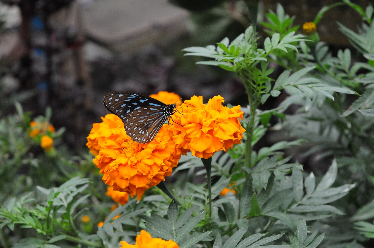 butterfly flower yellow free photo