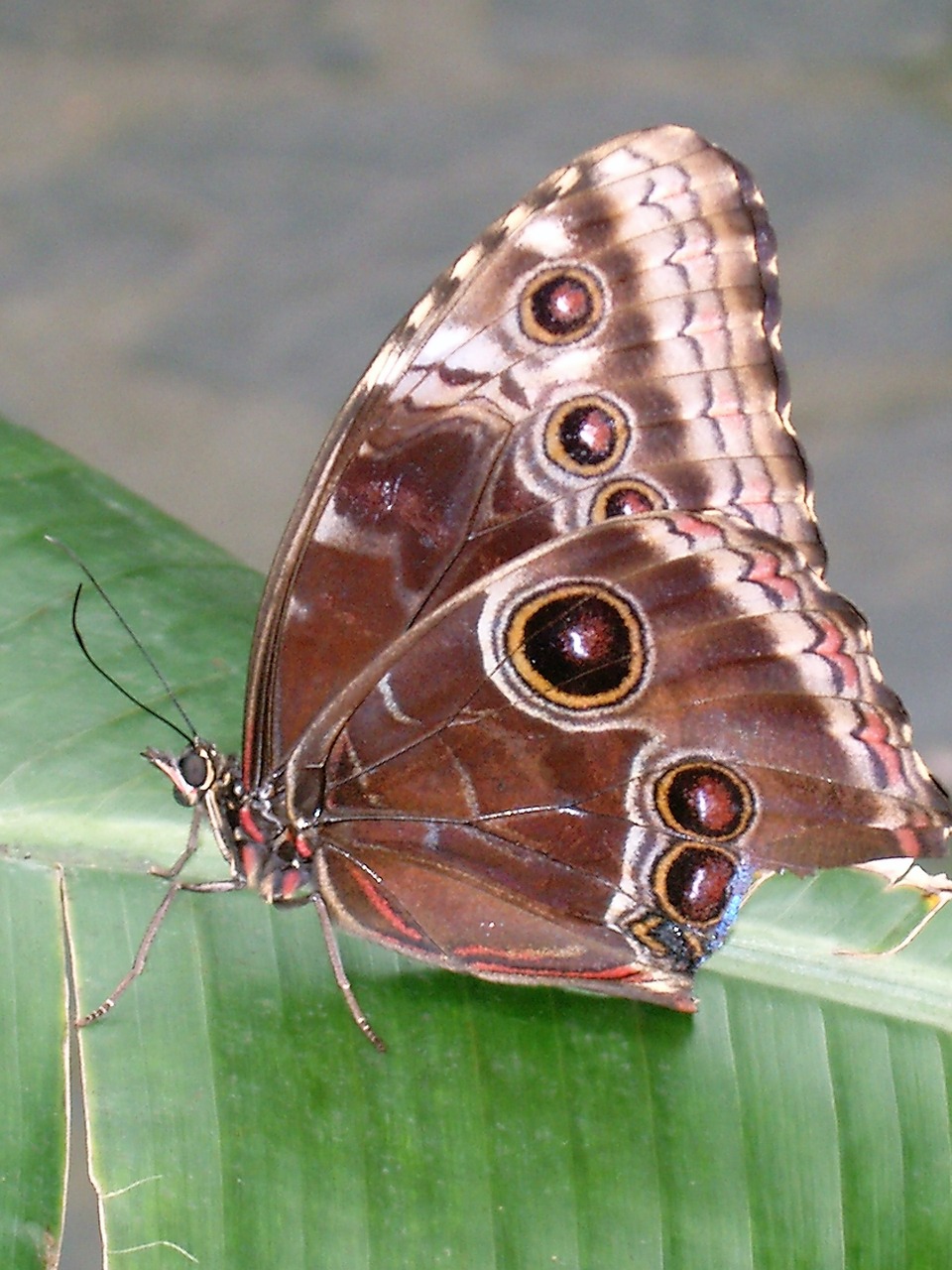 butterfly nature garden free photo