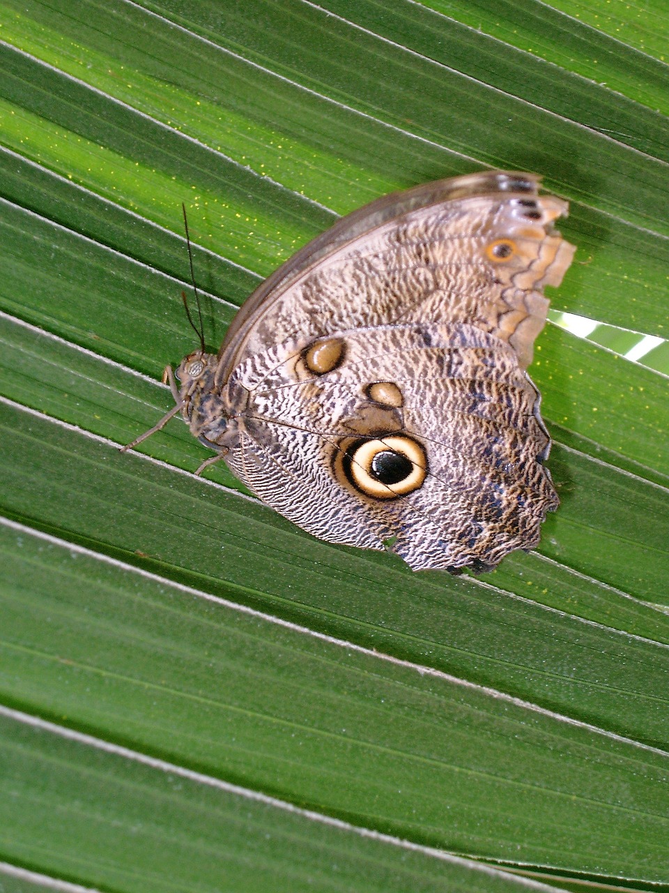 butterfly nature garden free photo