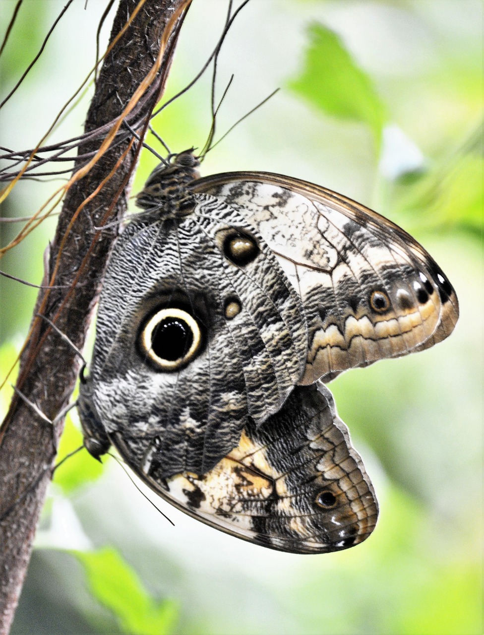 butterfly nature garden free photo