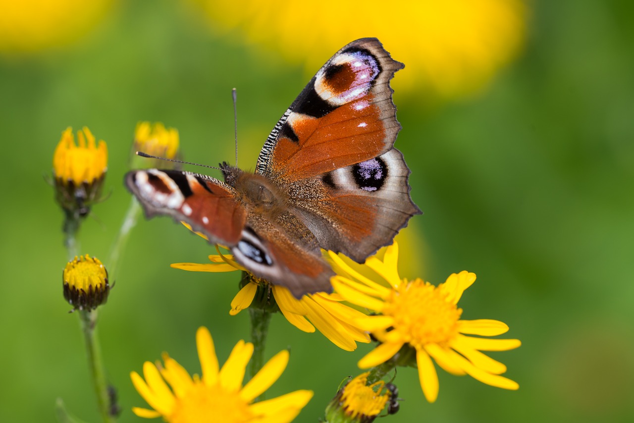 butterfly peacock butterfly close free photo