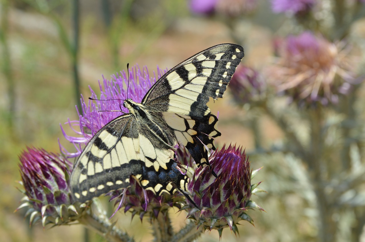 butterfly nature spring free photo