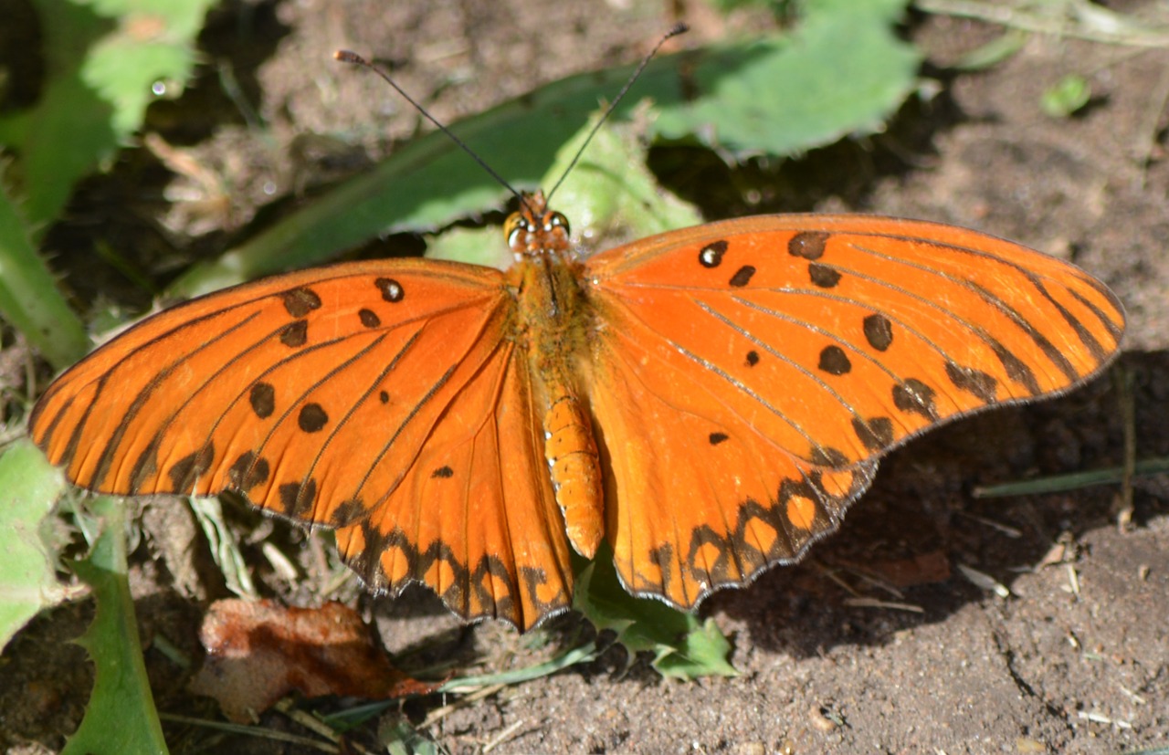 butterfly nature orange free photo