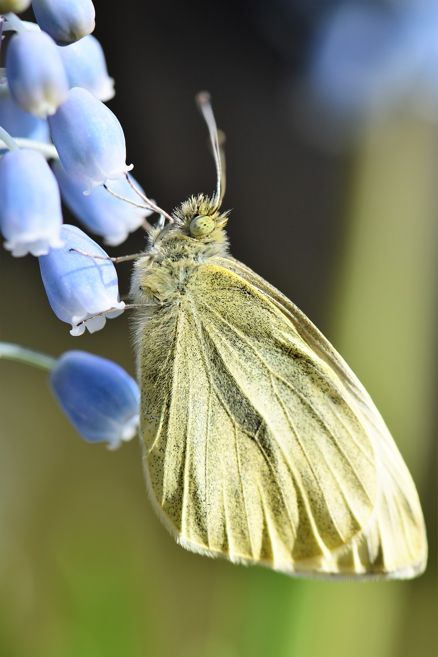 butterfly gonepteryx rhamni animal free photo