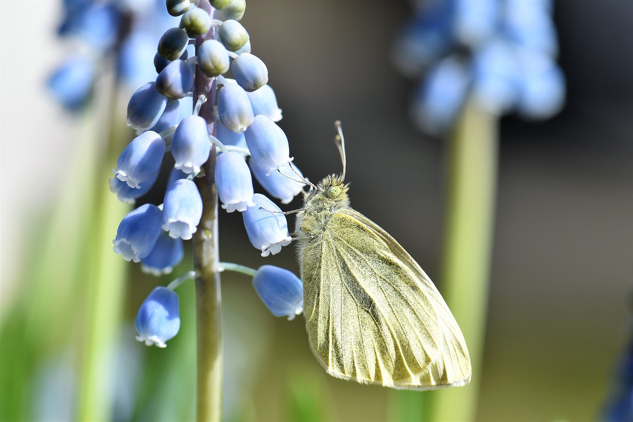 butterfly gonepteryx rhamni animal free photo