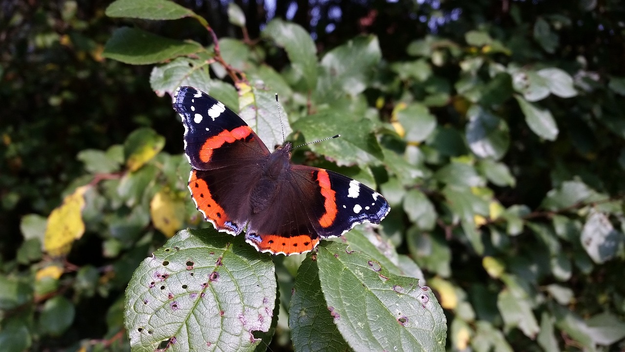 butterfly insect close free photo