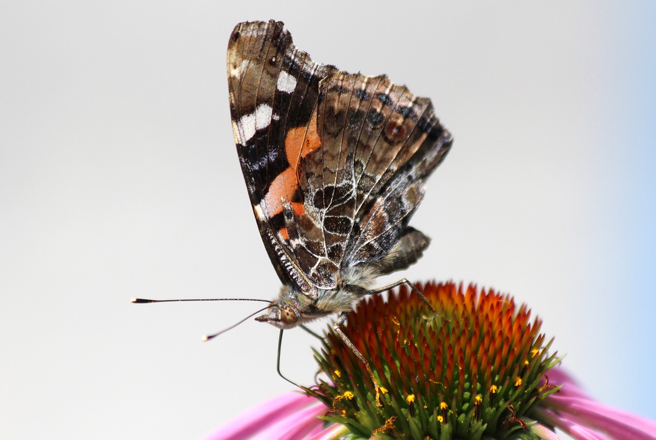 butterfly flower echinacea free photo