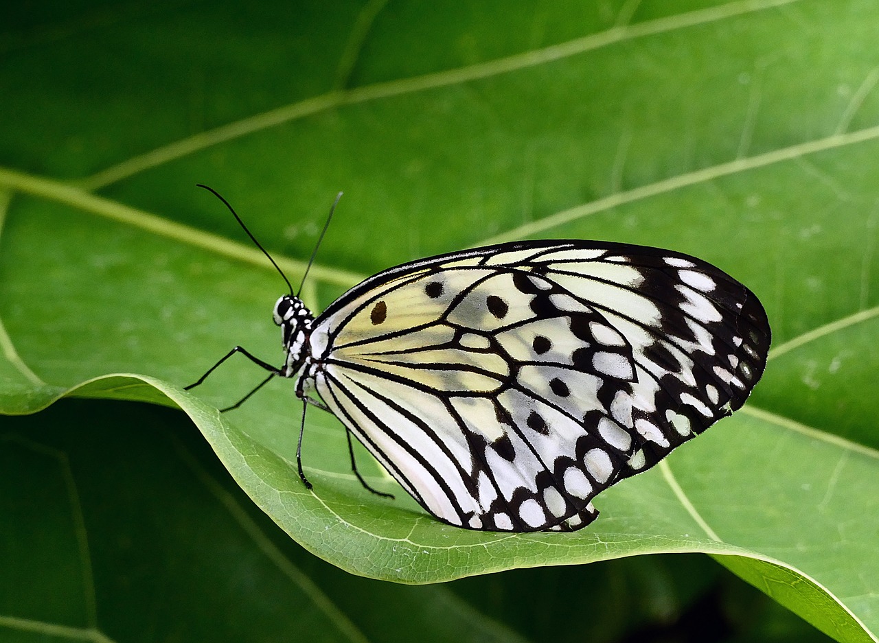 butterfly paper kite macro free photo