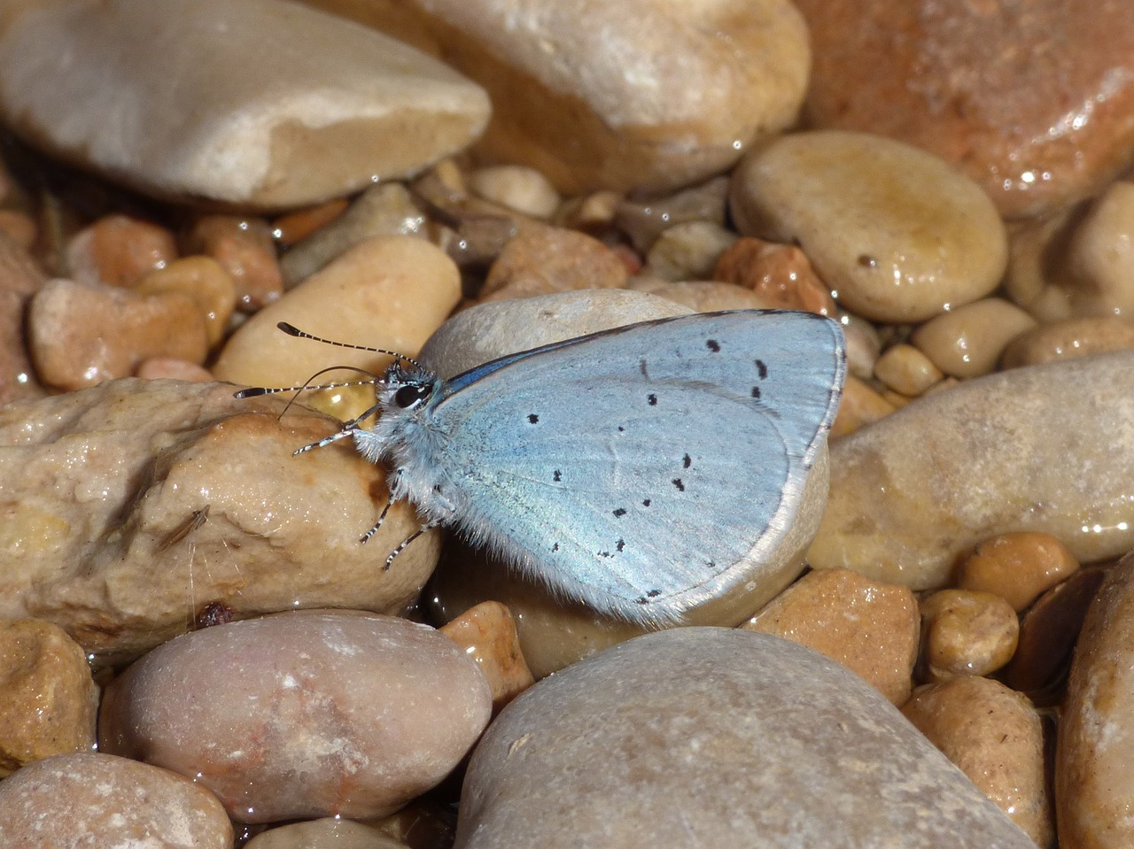 butterfly turquoise mediterranean glaucopsyche melanops free photo