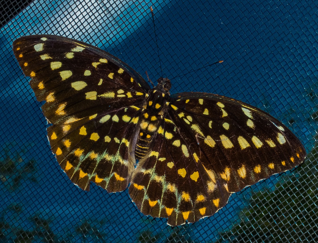 butterfly insect public record free photo