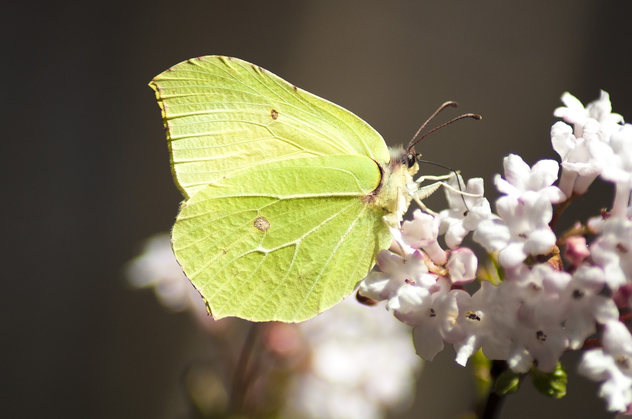 butterfly green macro free photo