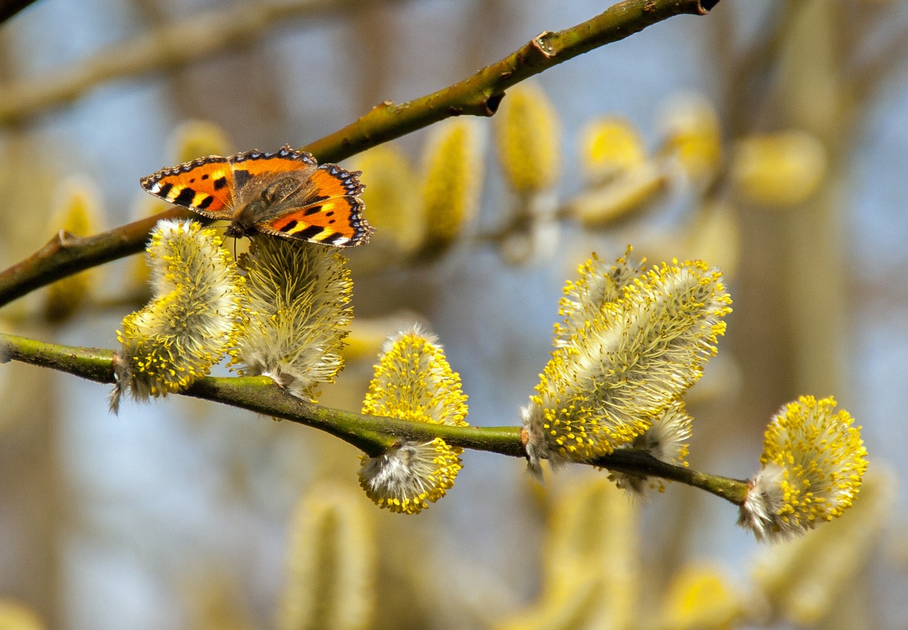 butterfly willow catkin spring free photo
