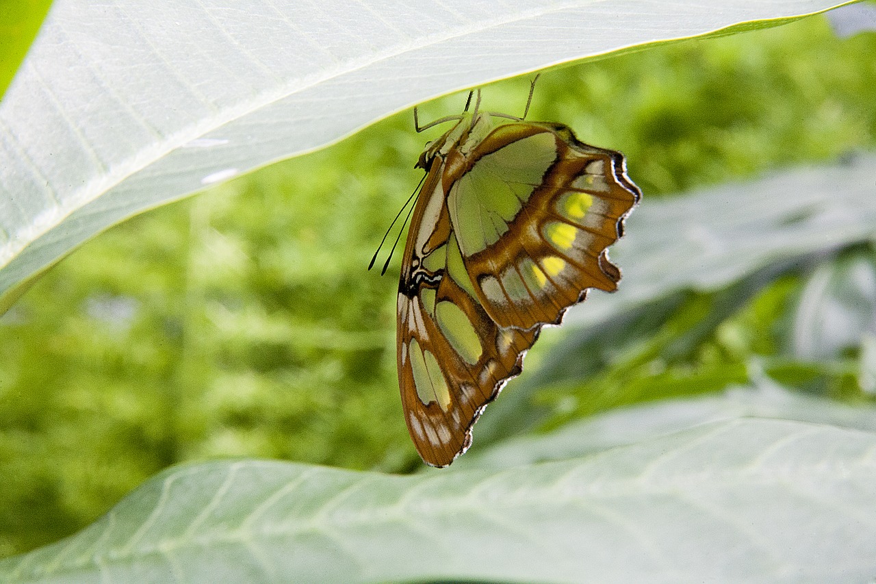 butterfly leaf nature free photo