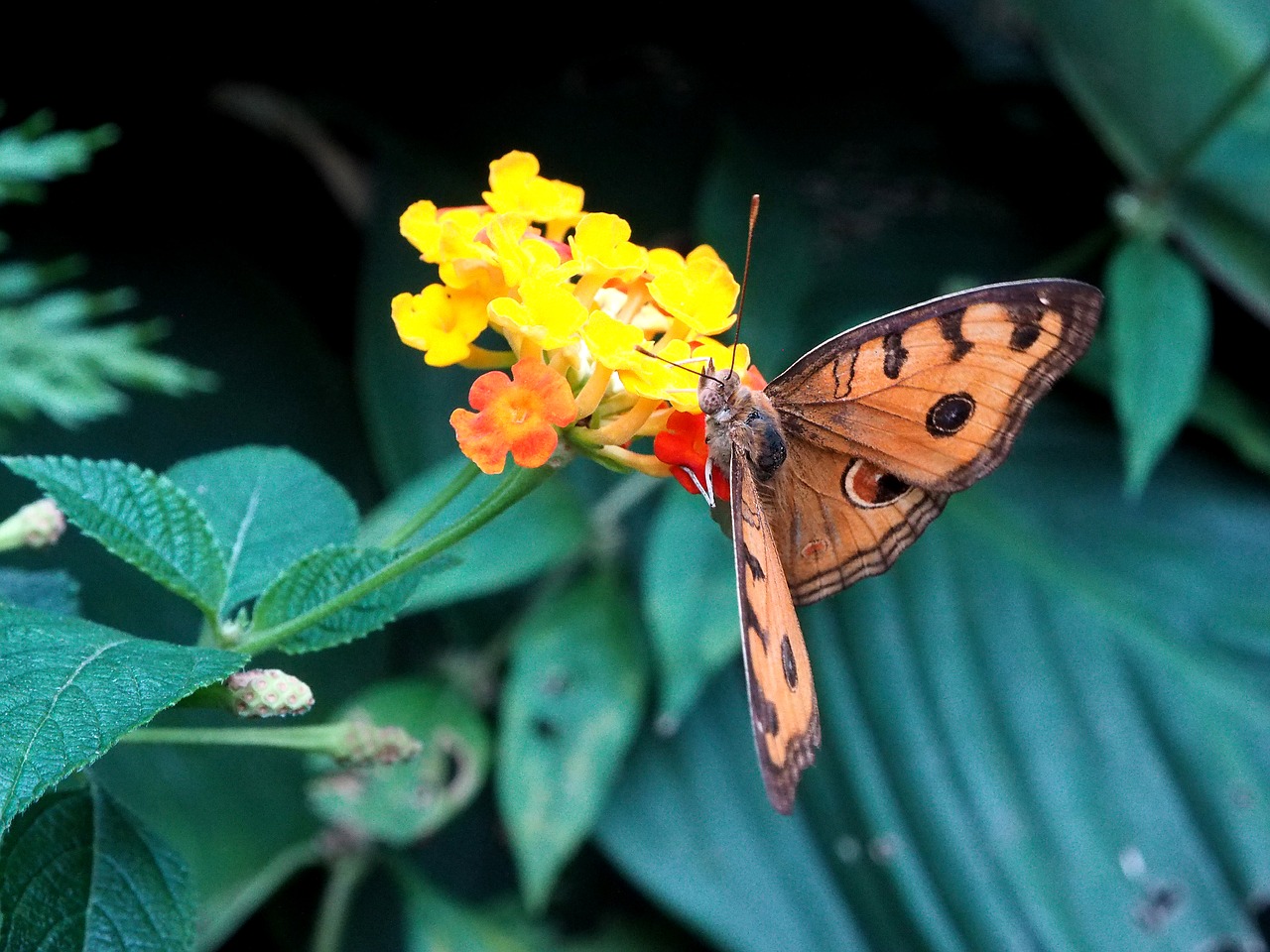 butterfly insect flower free photo