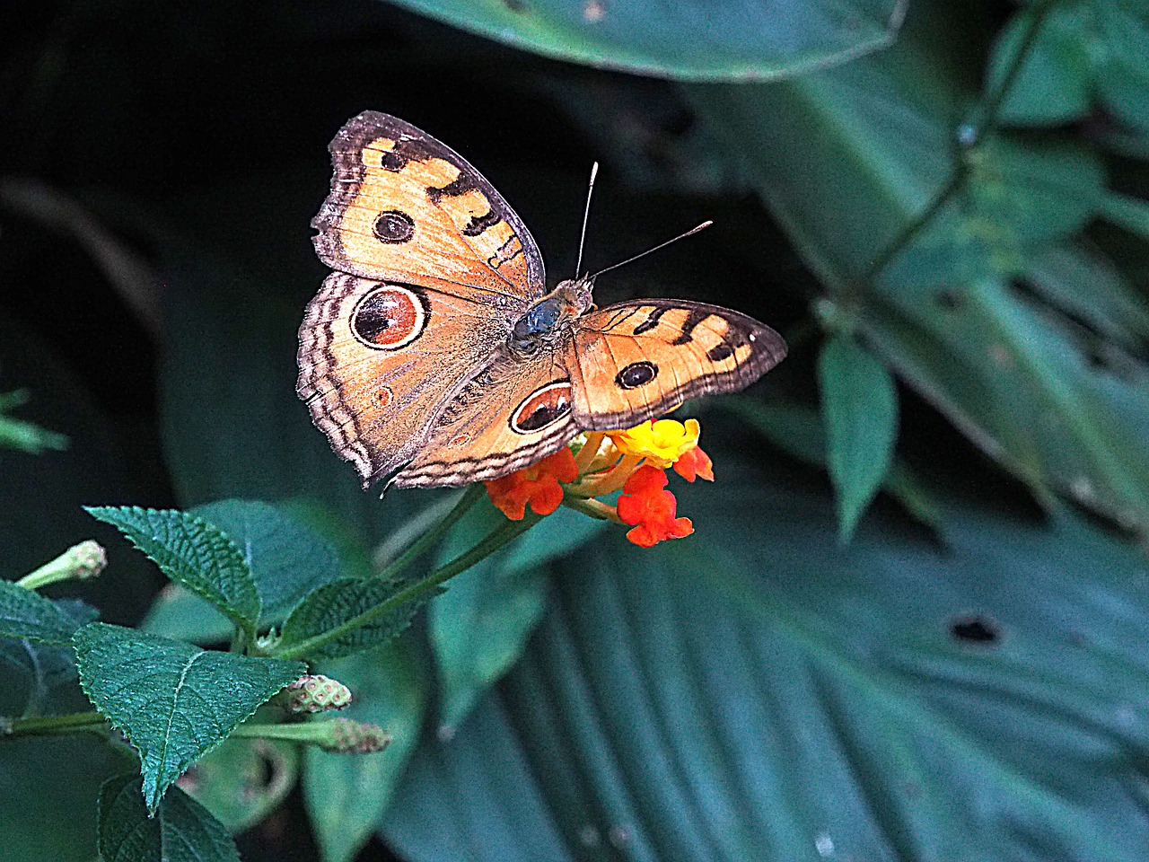 butterfly insect bug free photo