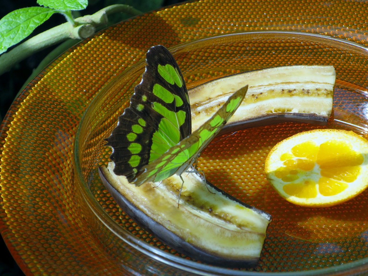 butterfly insect butterfly house free photo