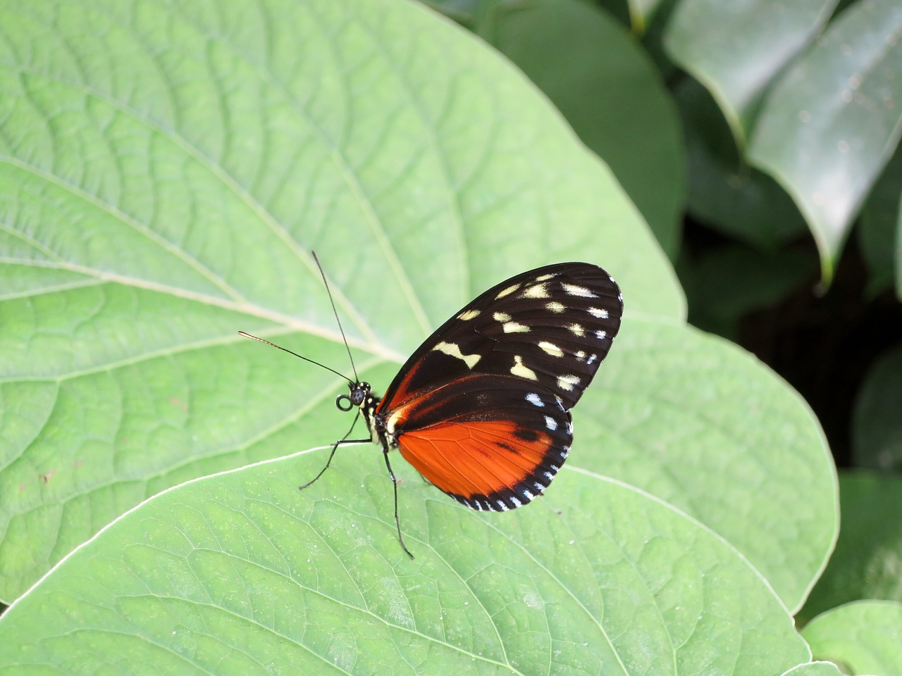 butterfly insect nature free photo