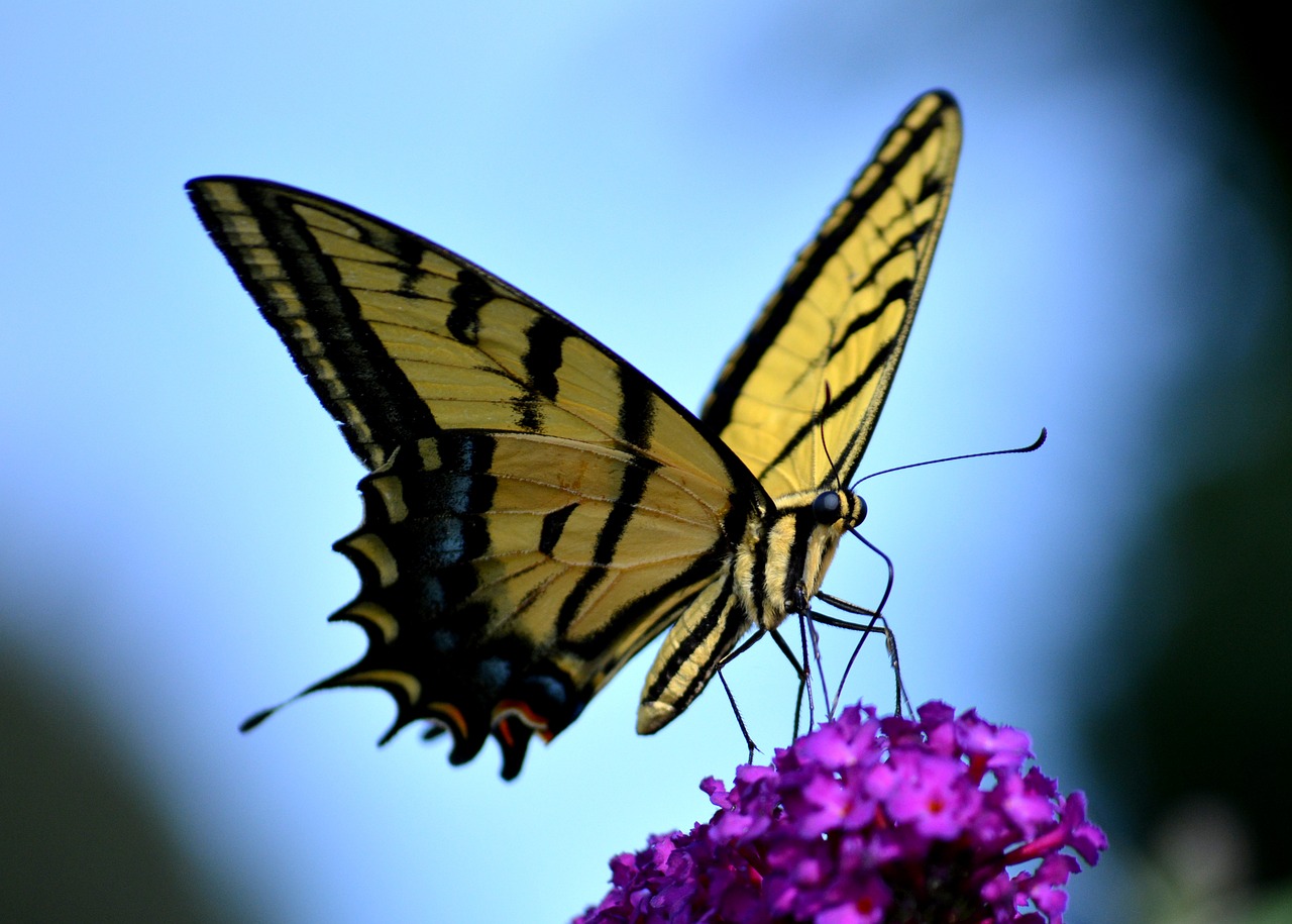 butterfly yellow colorful free photo