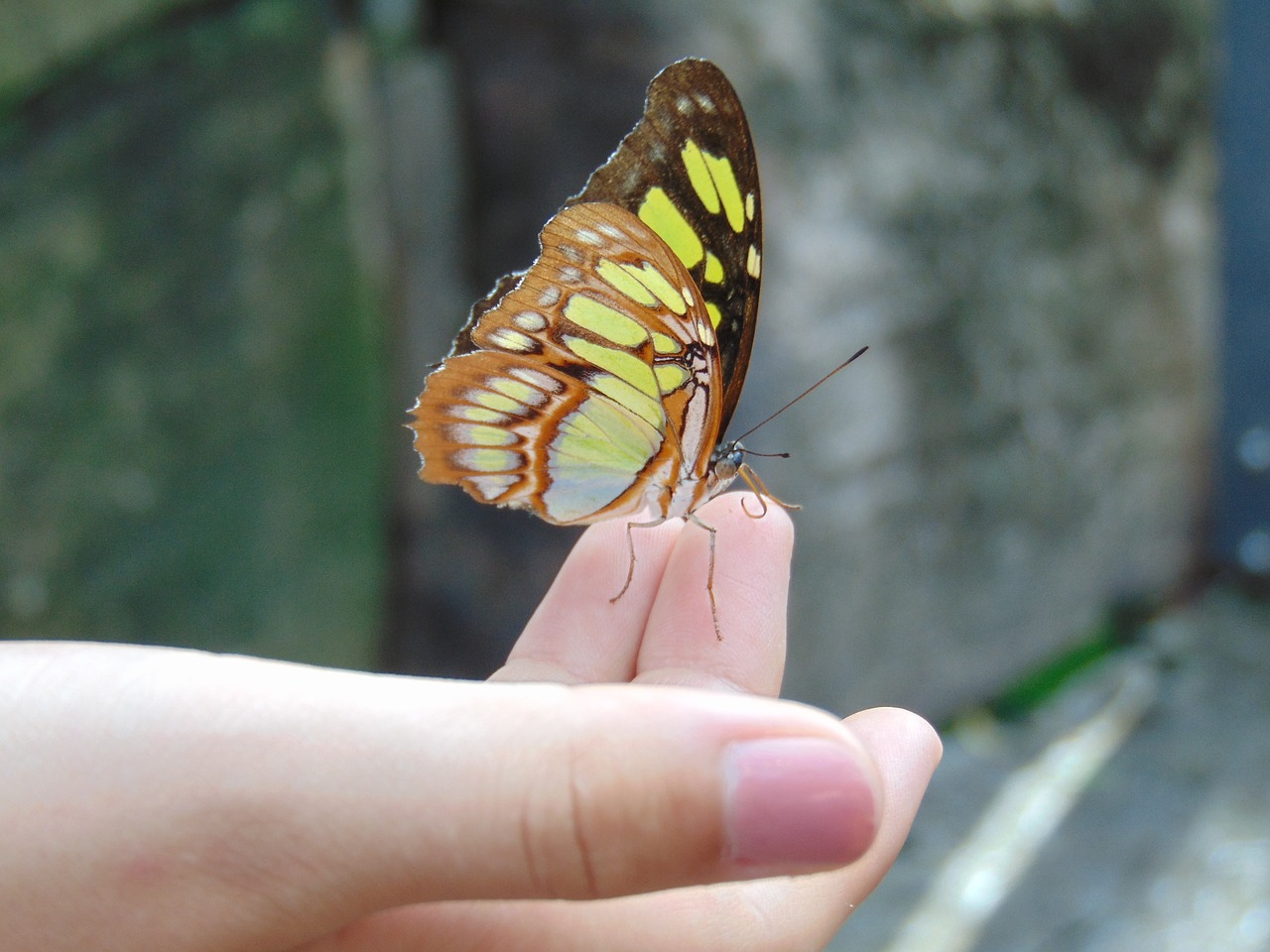 butterfly hand nature free photo