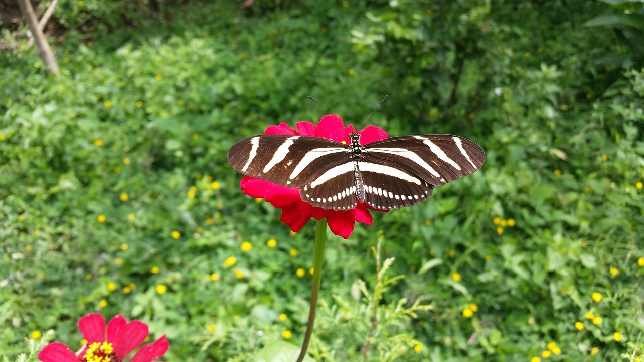 butterfly flower insects free photo