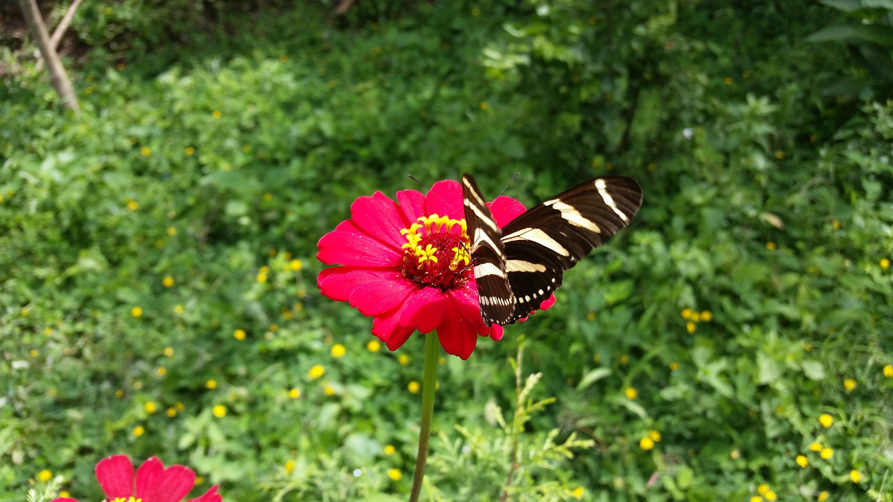 butterfly garden flowers free photo