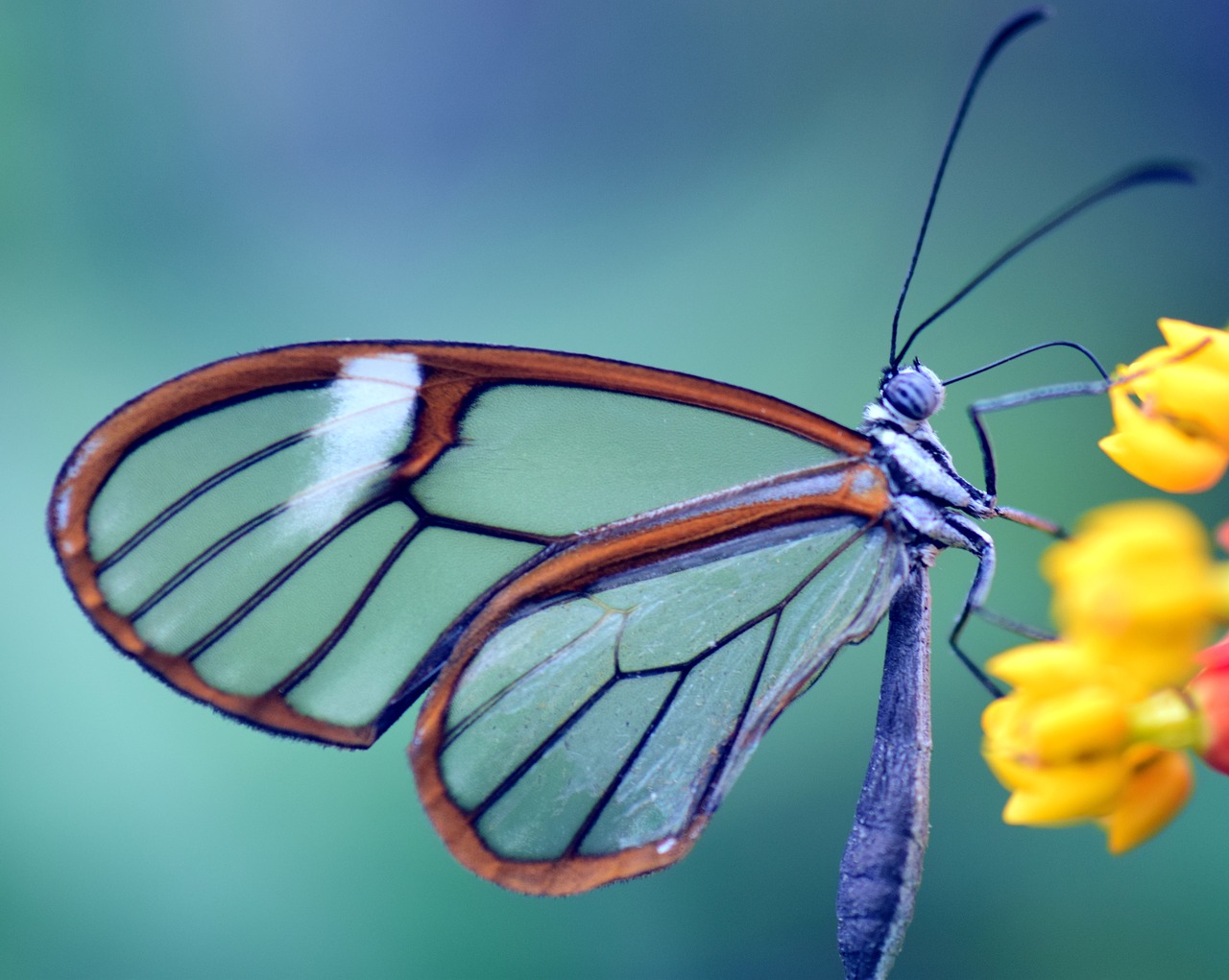 butterfly glass wings greta oto free photo