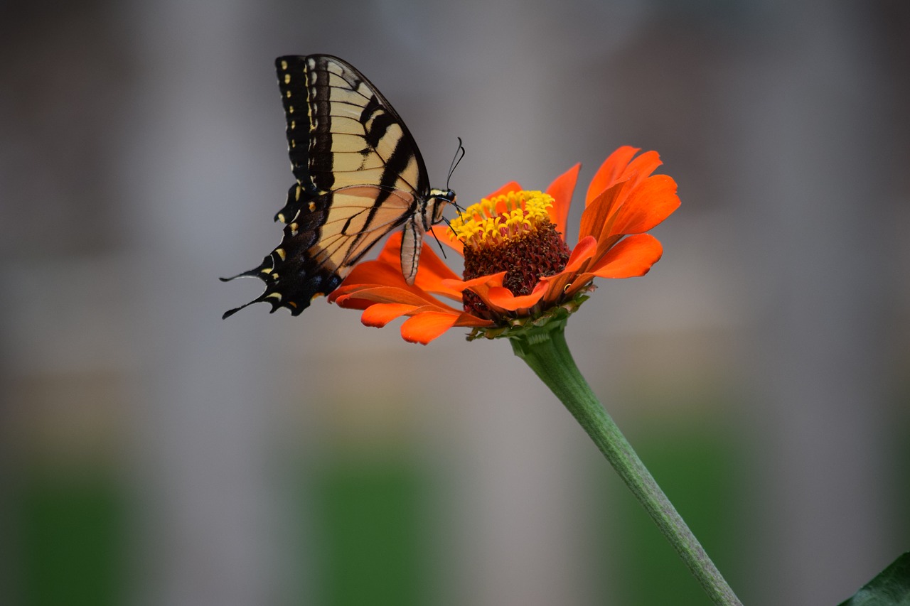 butterfly flower zinnia free photo