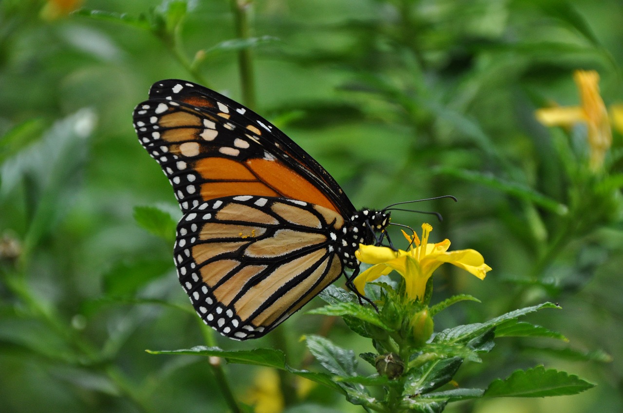 butterfly blossom bloom free photo