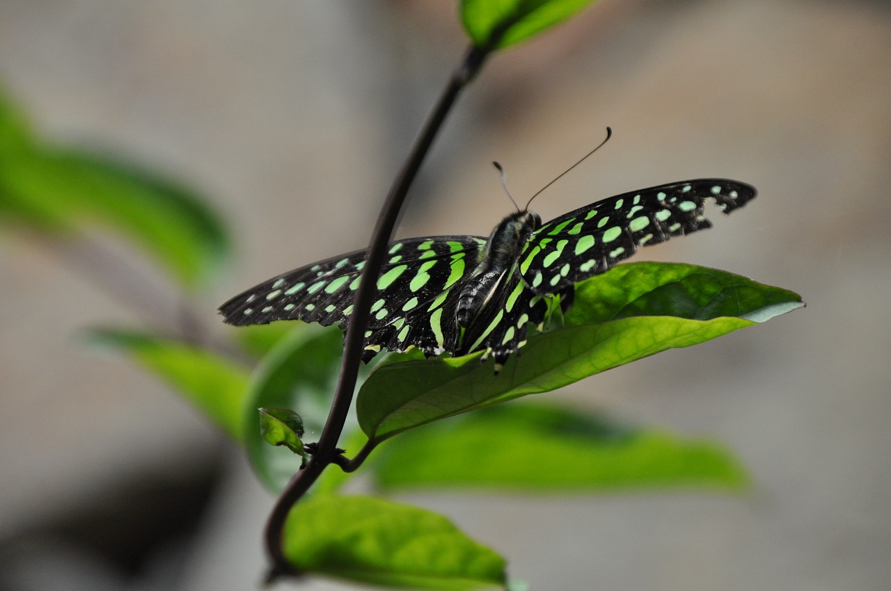 butterfly leaf insect free photo