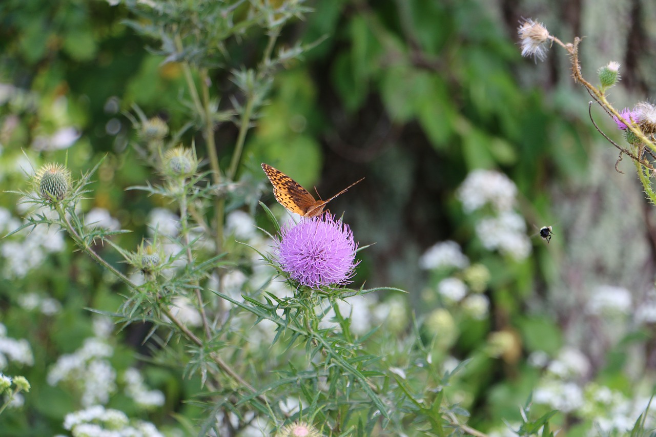 butterfly flower nature free photo