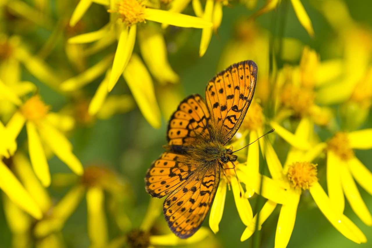 butterfly fritillary butterfly flowers free photo