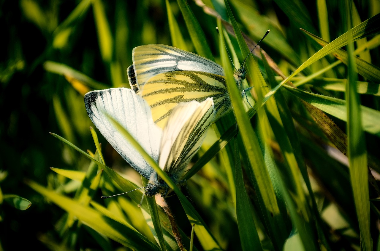 butterfly butterflies insects free photo