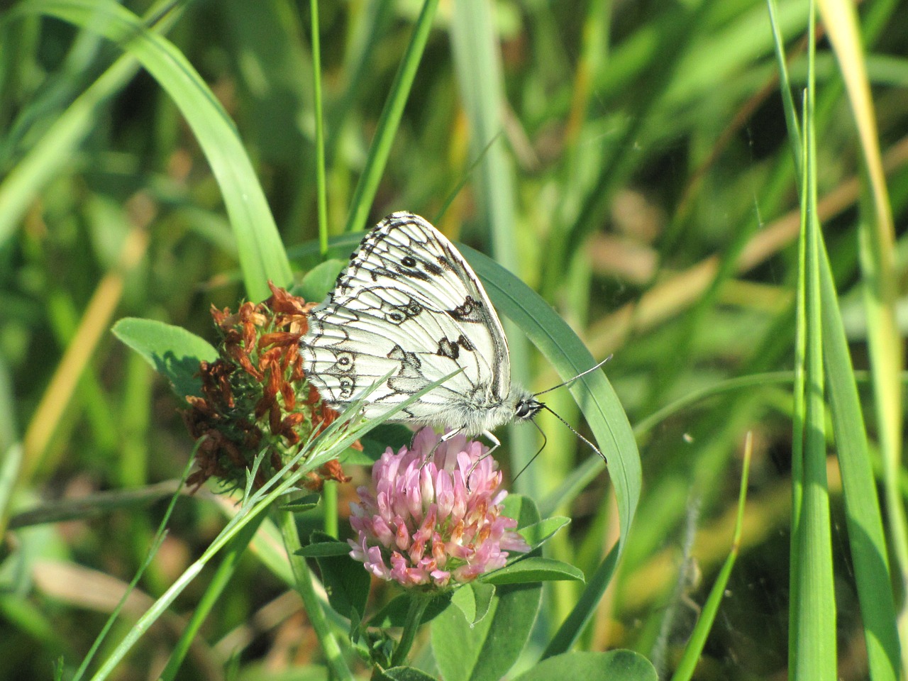 butterfly flower nature free photo