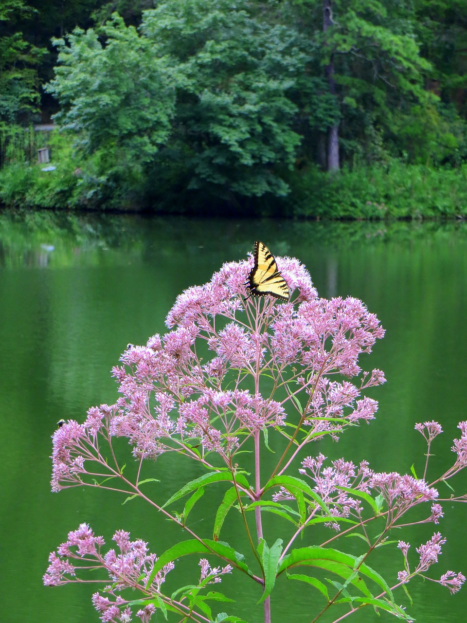 butterfly lake butterflies free photo