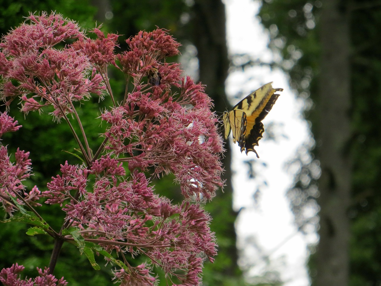 butterfly butterflies flower free photo