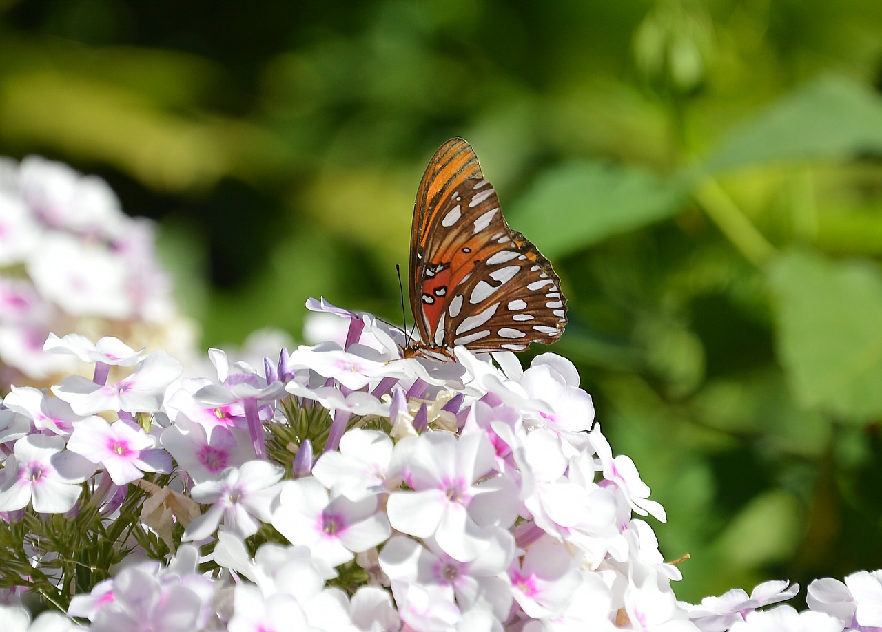 butterfly flowers monarch free photo