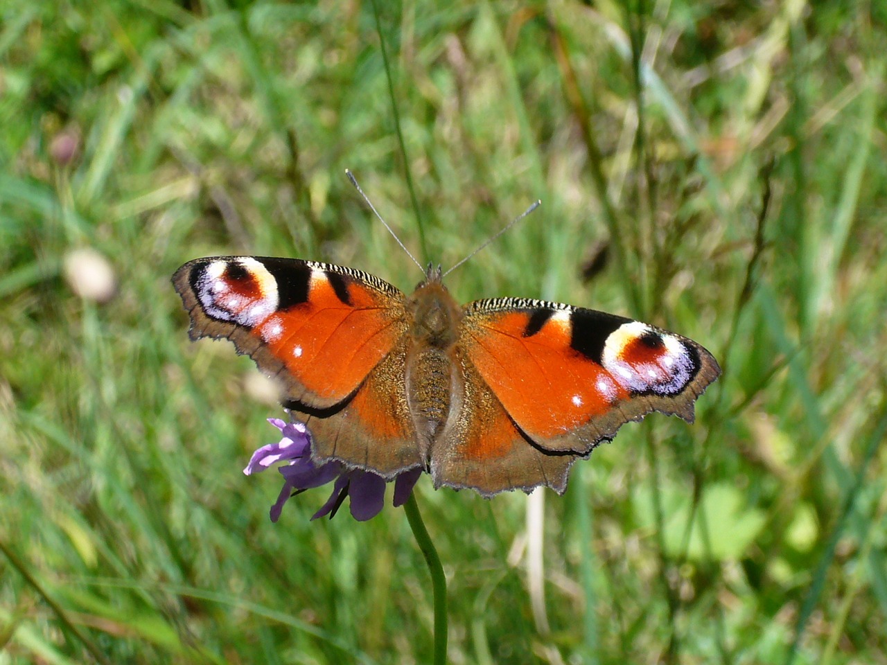 butterfly peacock butterfly free pictures free photo