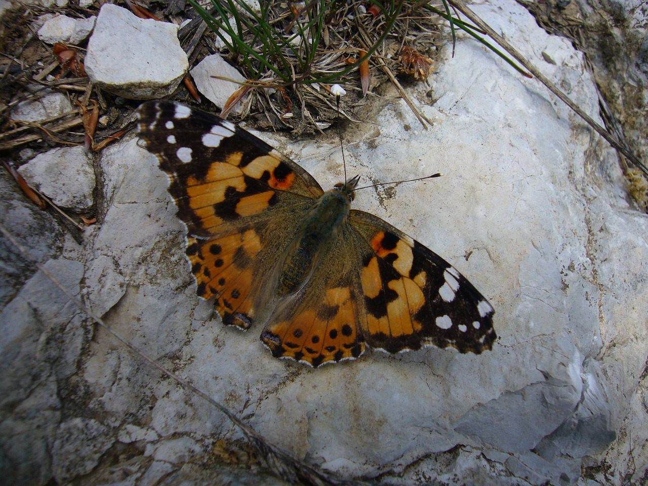 butterfly painted lady free pictures free photo