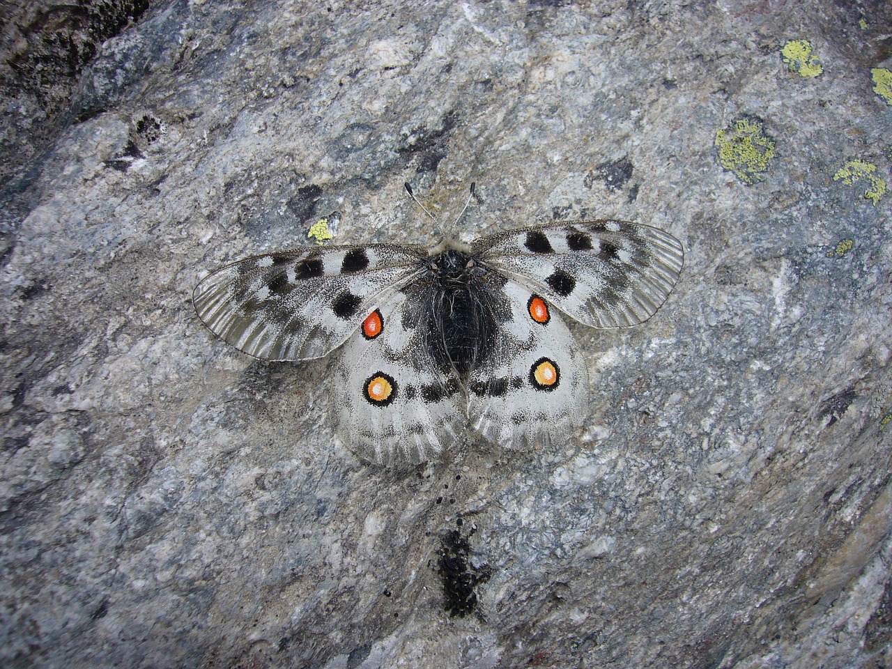 butterfly apollo free pictures free photo