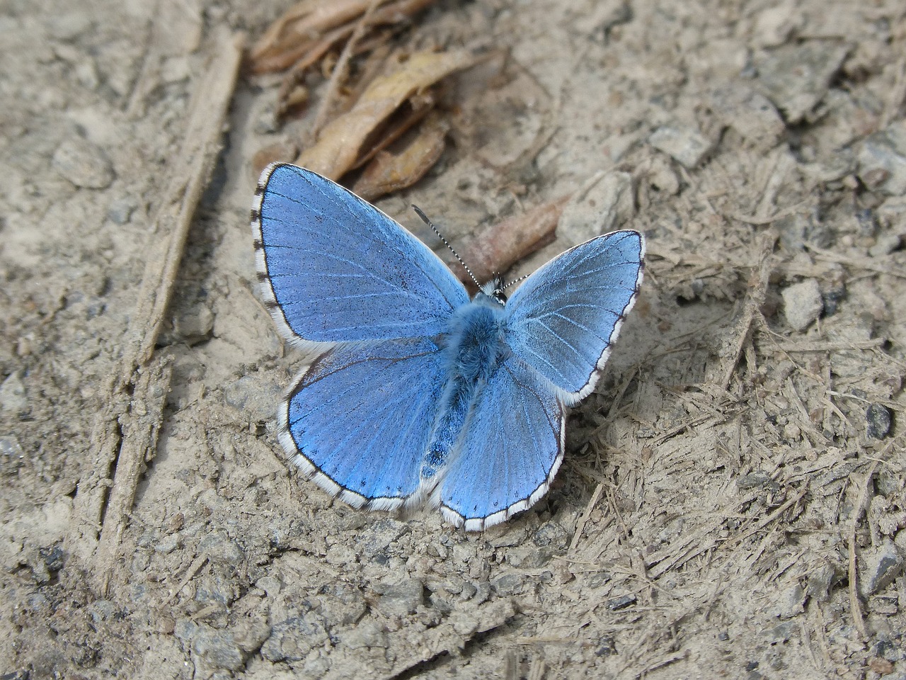 butterfly blue butterfly blaveta of the farigola free photo