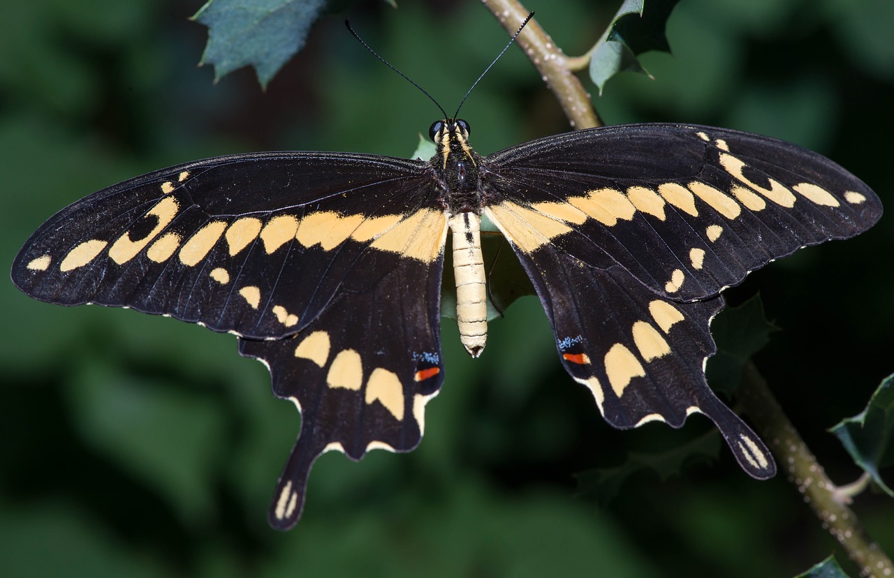 butterfly insect macro free photo