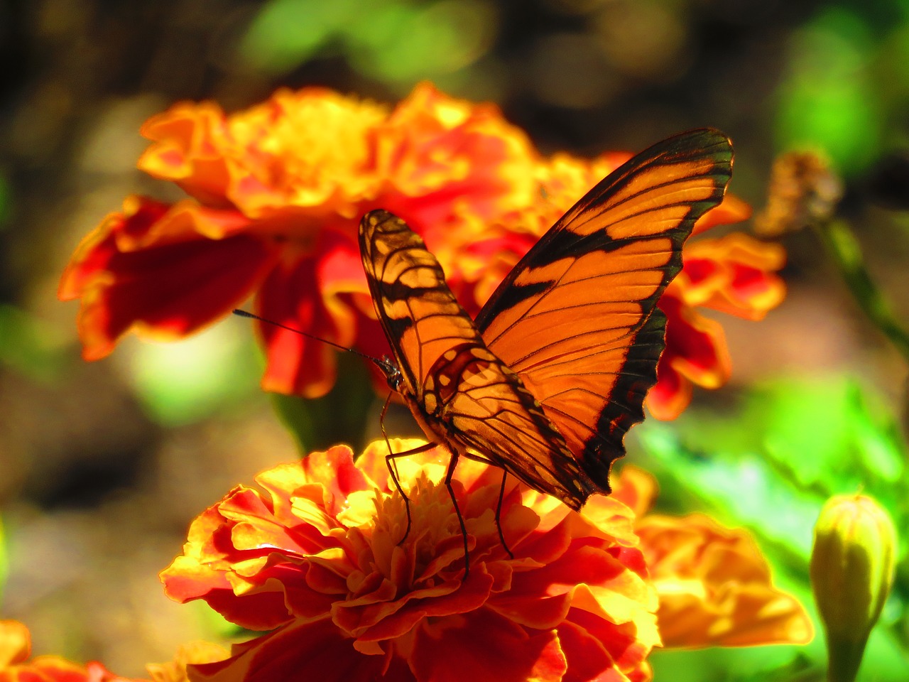 butterfly nature monarch free photo