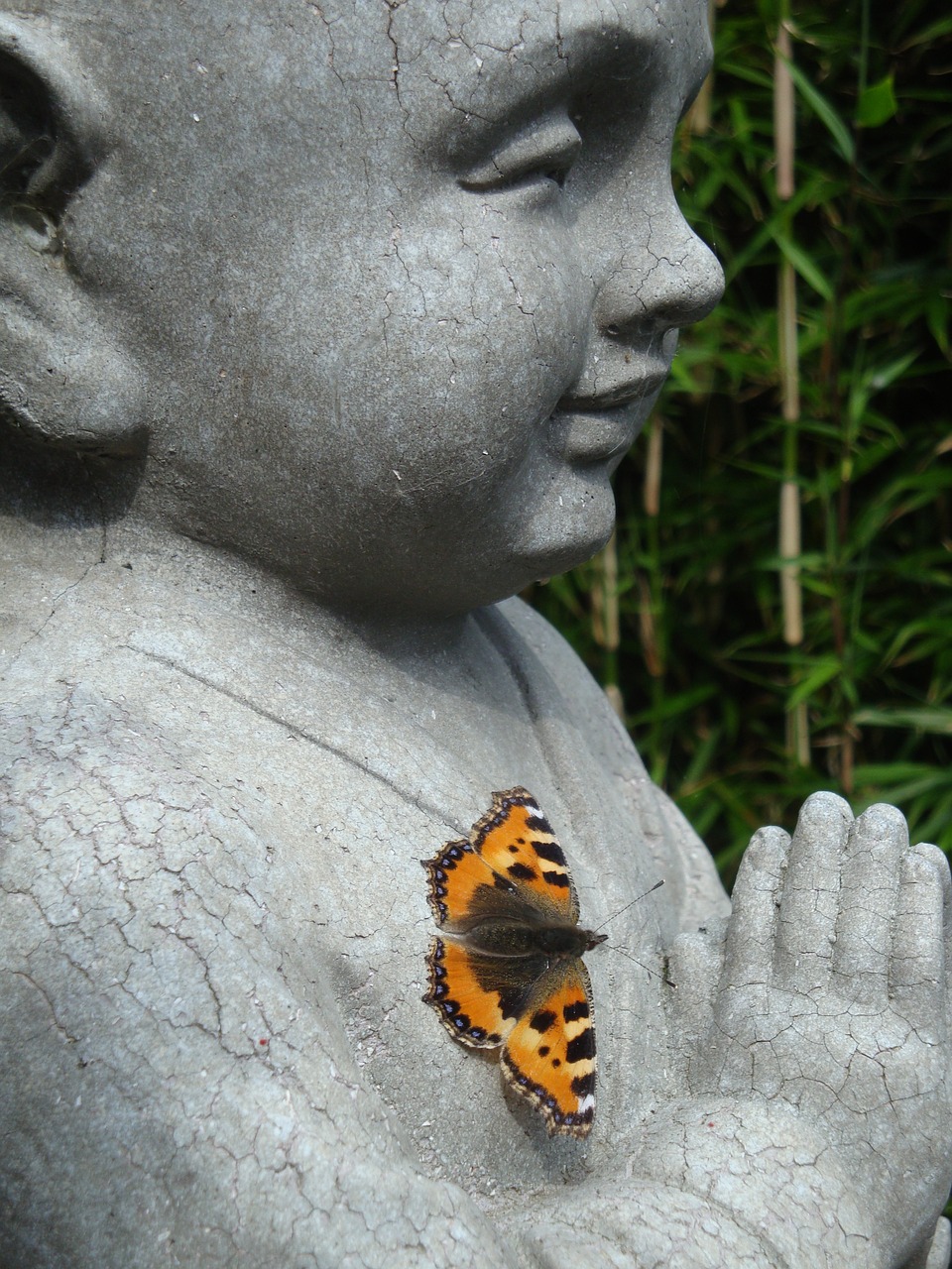 butterfly buddha rest free photo