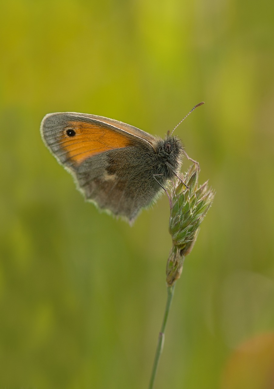 butterfly meadow insect free photo