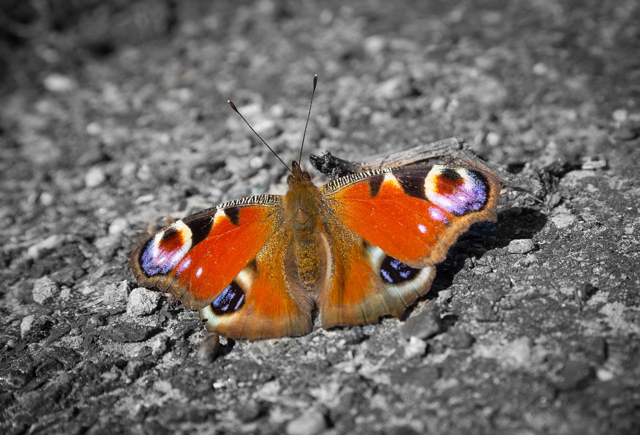 butterfly peacock spring free photo