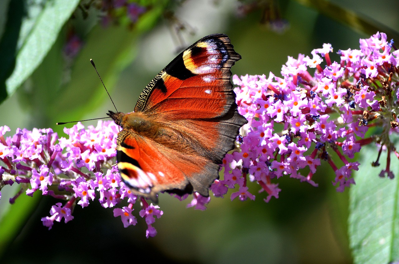 butterfly wildlife insect free photo