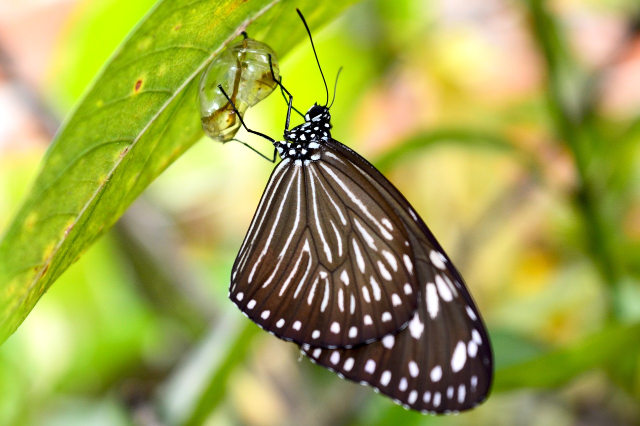 butterfly moth insect free photo